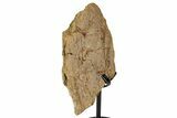 Dinosaur (Triceratops) Frill Shield Section - South Dakota #335507-1